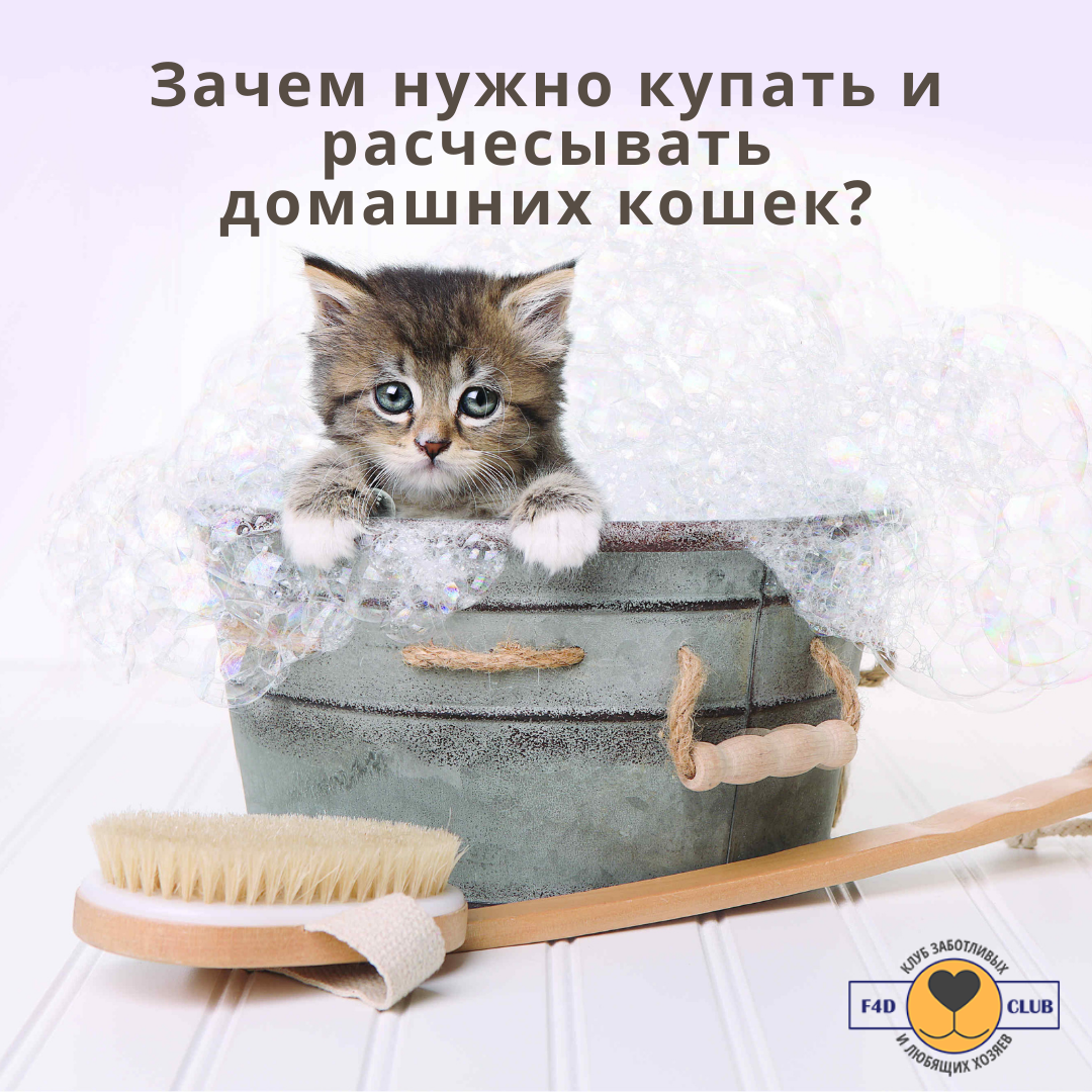 Зачем нужно купать и расчесывать домашних кошек? | f4d.club