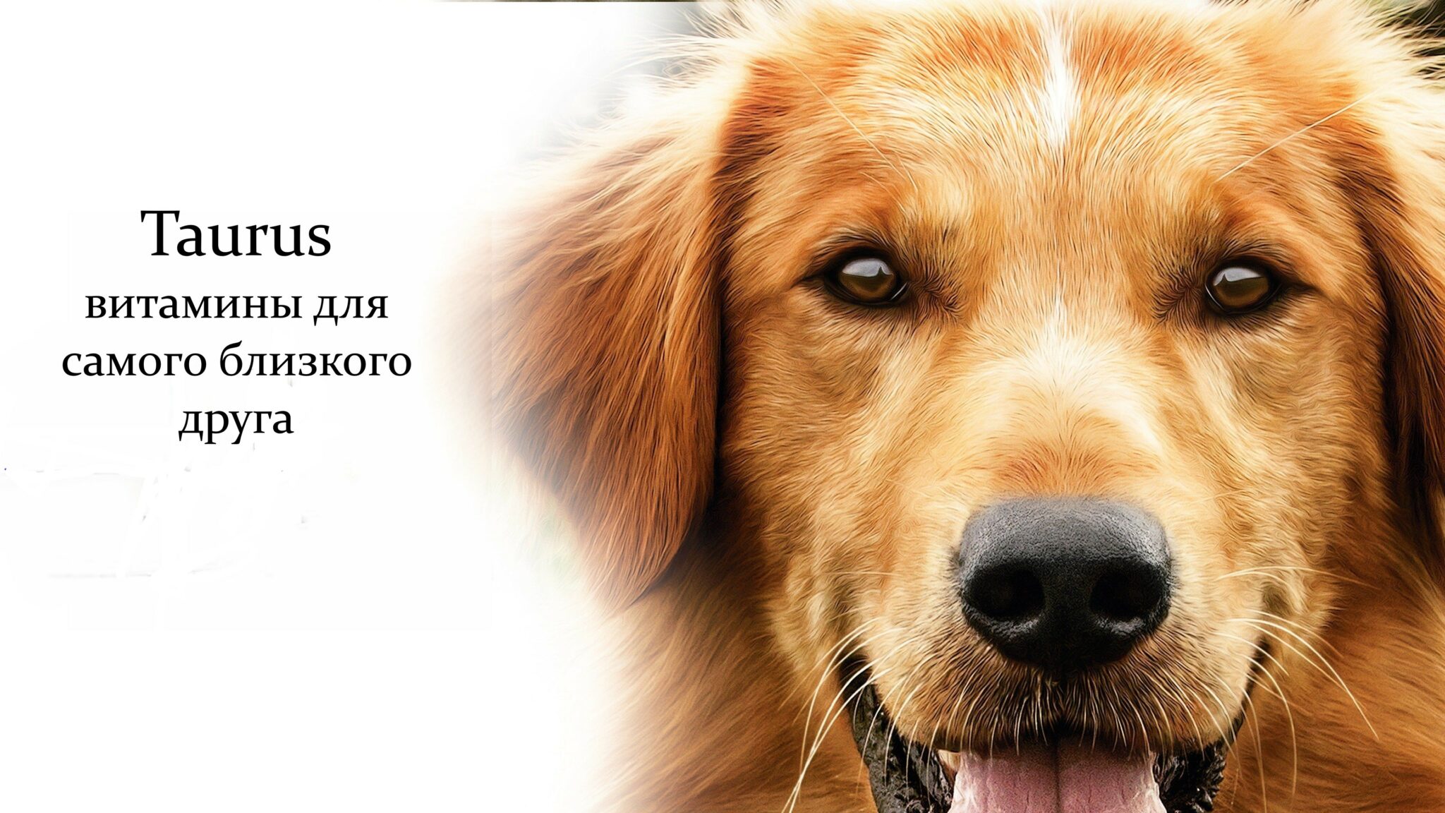 Постер собаки. Постеры с собаками. Жизнь собак. Собачья жизнь 2017.