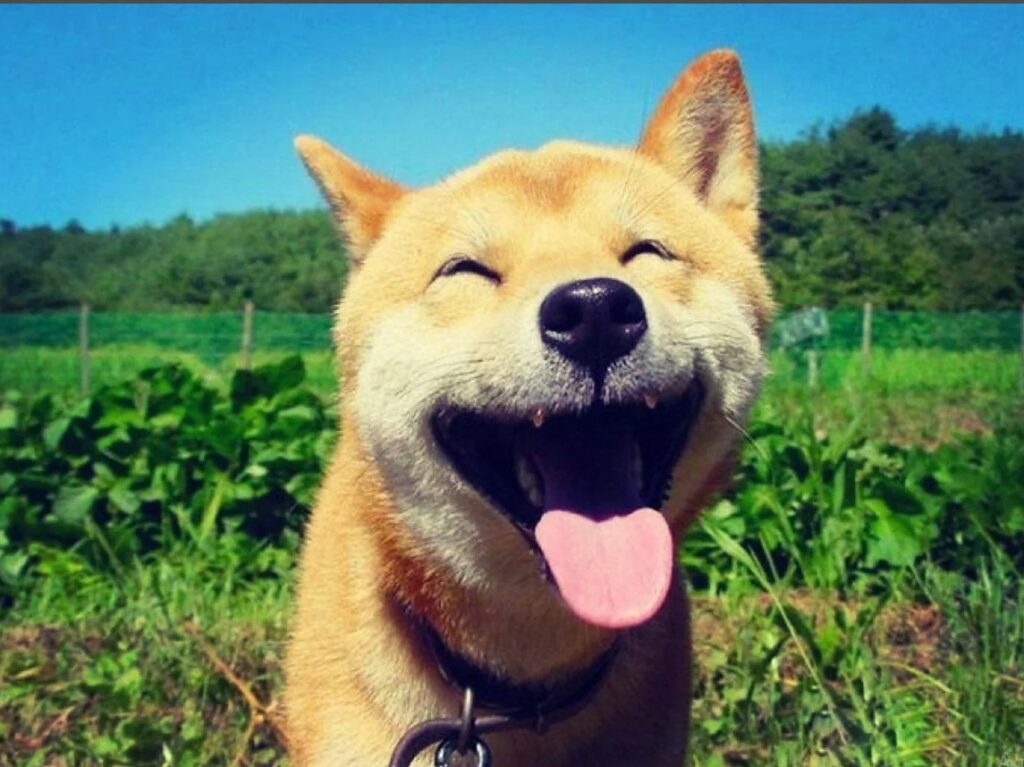 Как научить собаку улыбаться за 6 шагов