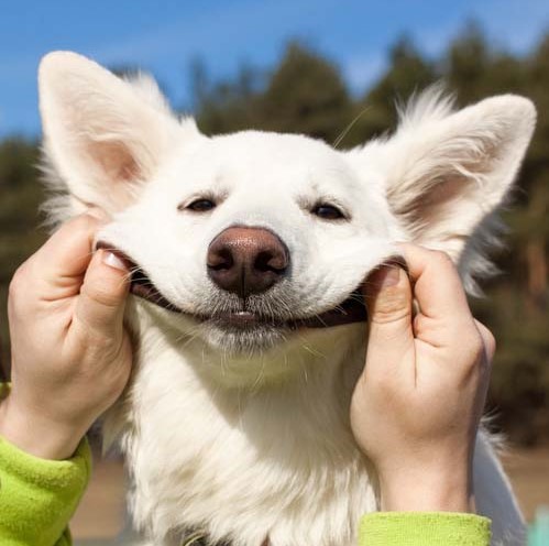 Давай научим собаку улыбаться 